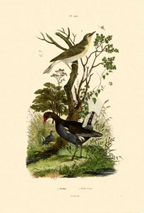 Wood Warbler by French School
